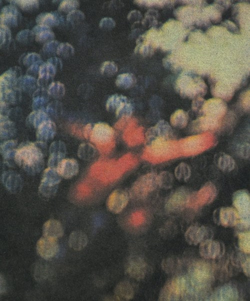 BLUESCENTRIC เสื้อยืด/เสื้อท็อปส์